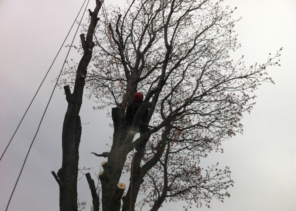 Coupe de branche en hauteur